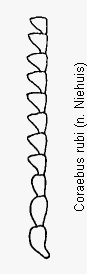 coraebus_rubi_f.gif