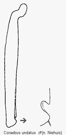 coraebus_undatus_hschn.gif