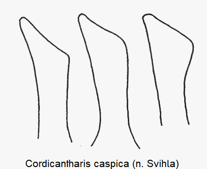 cordicantharis_caspica_pm.gif