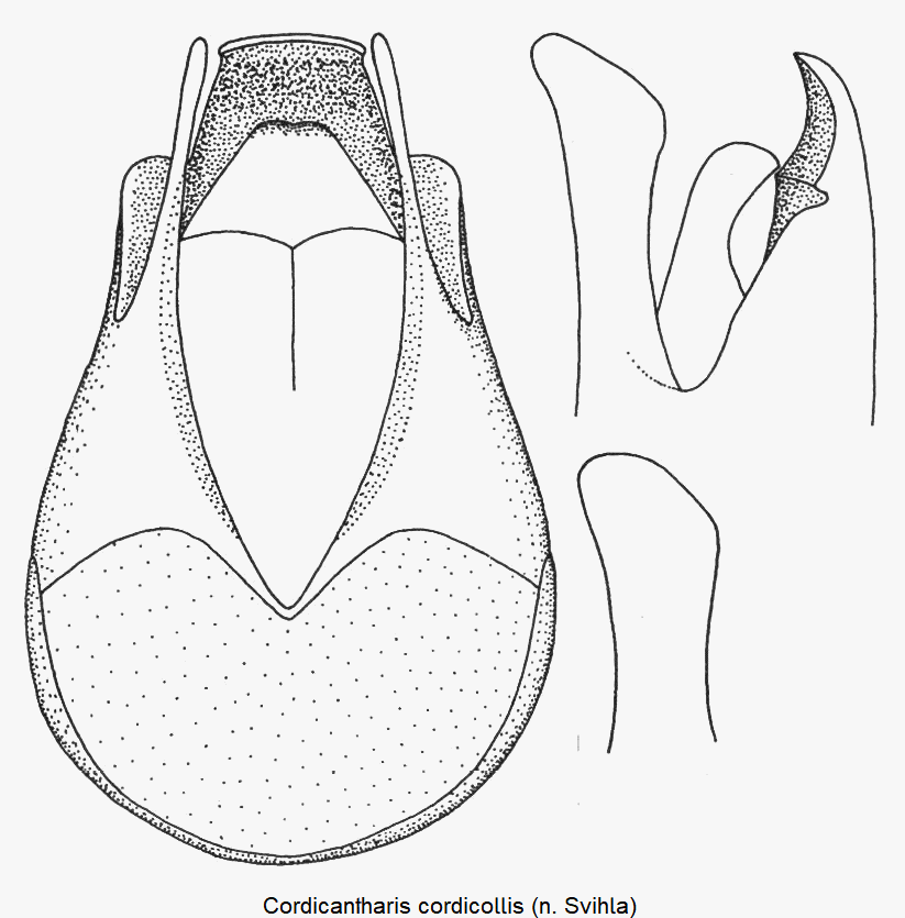 cordicantharis_cordicollis.gif