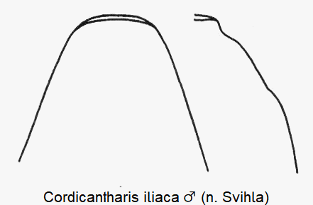 cordicantharis_iliaca_aed.gif