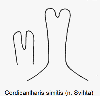 cordicantharis_similis_laterophysen.gif