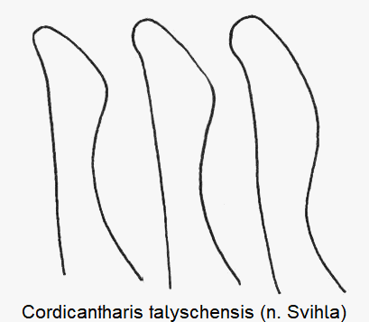 cordicantharis_talyschensis_pm.gif
