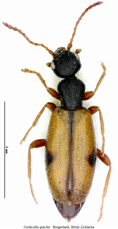 cordicollis_gracilis_hab.jpg