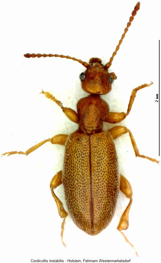 cordicollis_instabilis_hab.jpg