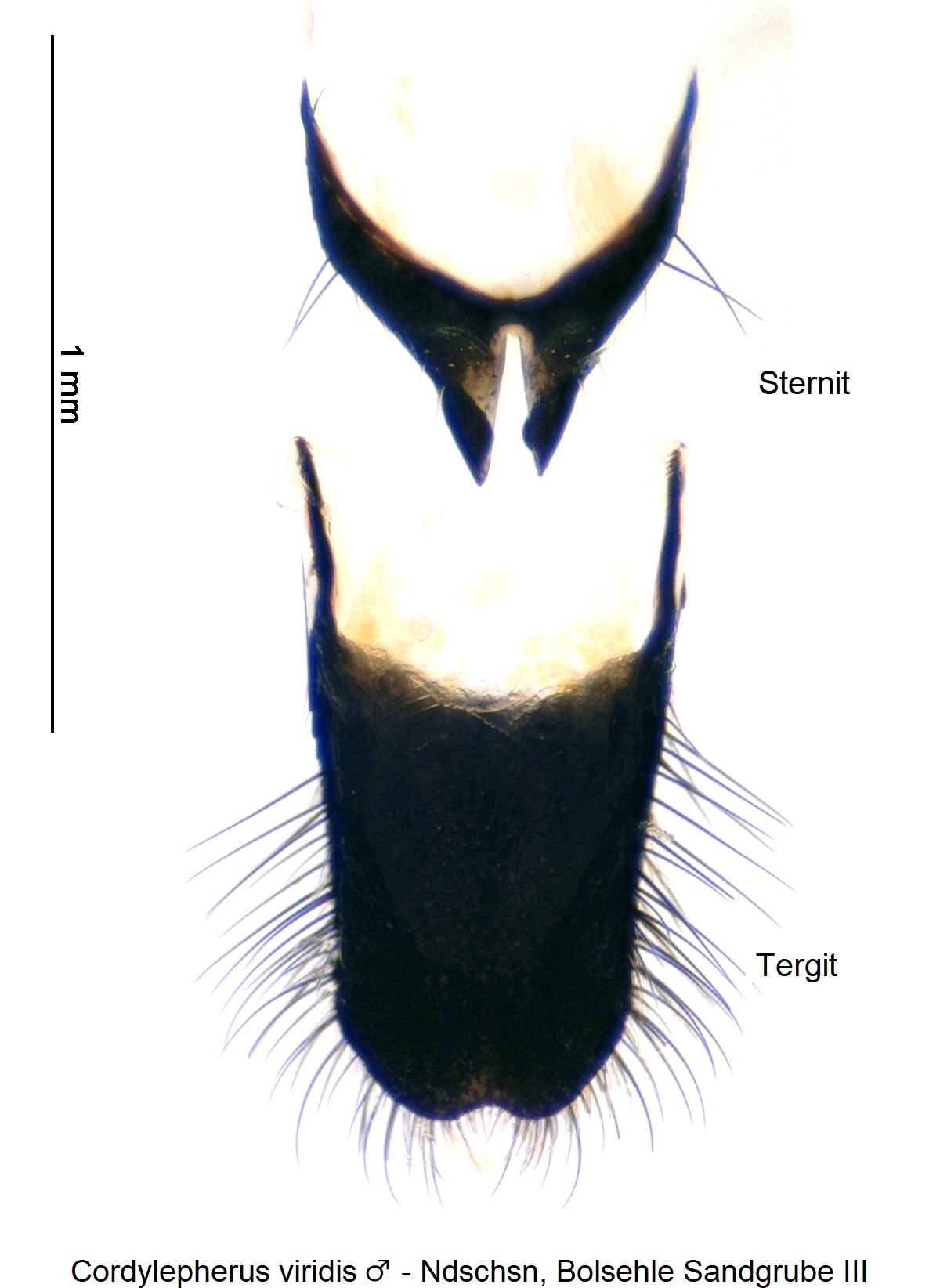 cordylepherus_viridis_m_abd.jpg