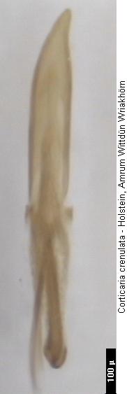 corticaria_crenulata.jpg