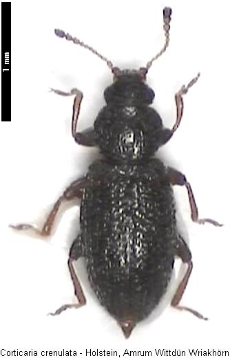 corticaria_crenulata_hab.jpg