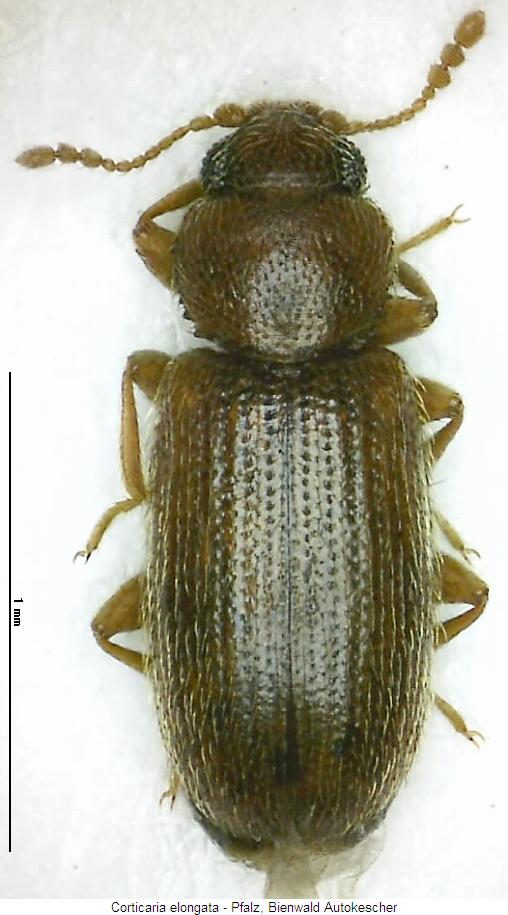 corticaria_elongata_hab.jpg