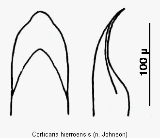 corticaria_hierroensis.gif