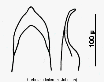 corticaria_leileri.gif