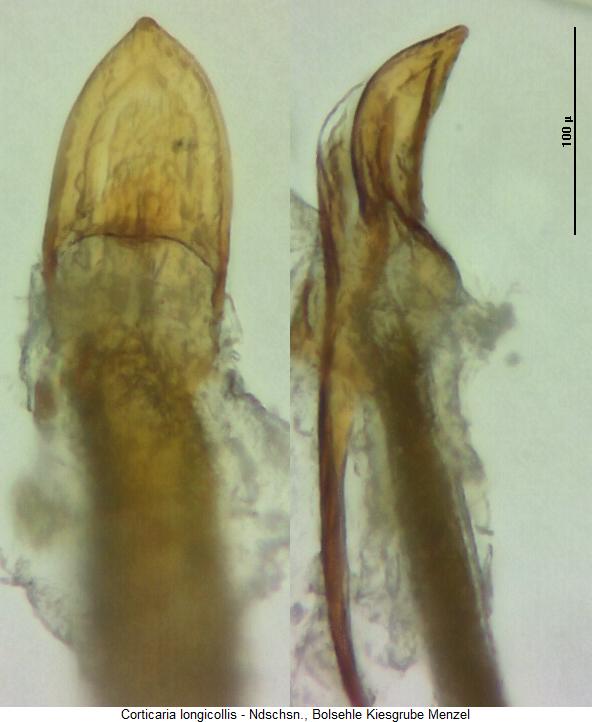 corticaria_longicollis.jpg