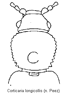 corticaria_longicollis_vk.gif