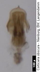 corticaria_obscura.jpg