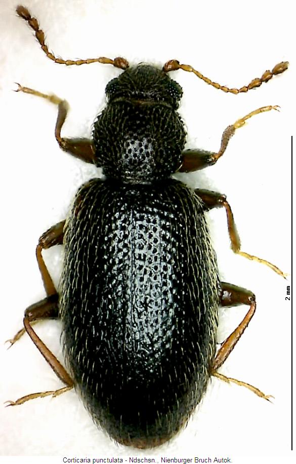 corticaria_punctulata_hab.jpg