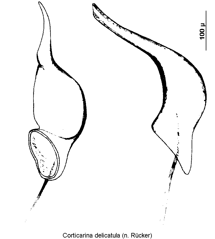 corticarina_delicatula.gif