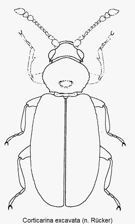 corticarina_excavata_hab.gif