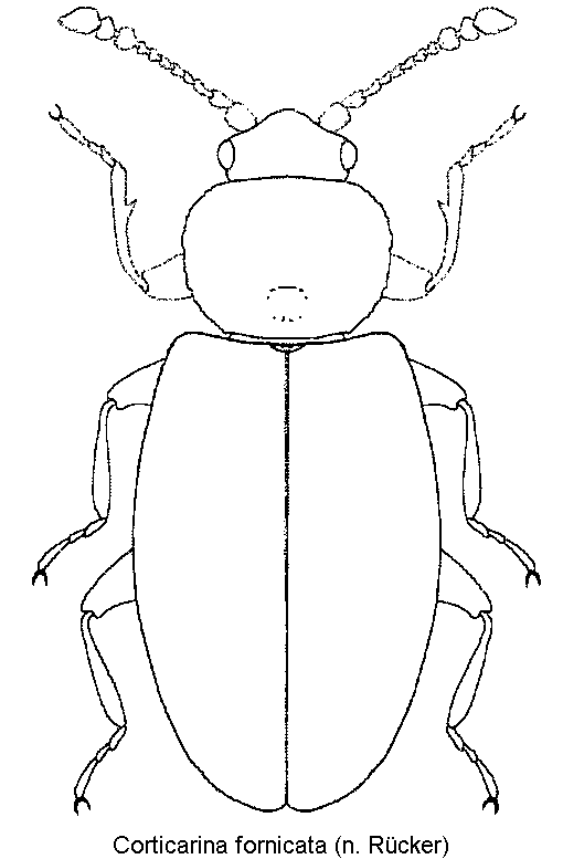 corticarina_fornicata_hab.gif