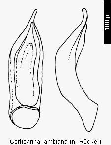corticarina_lambiana.gif