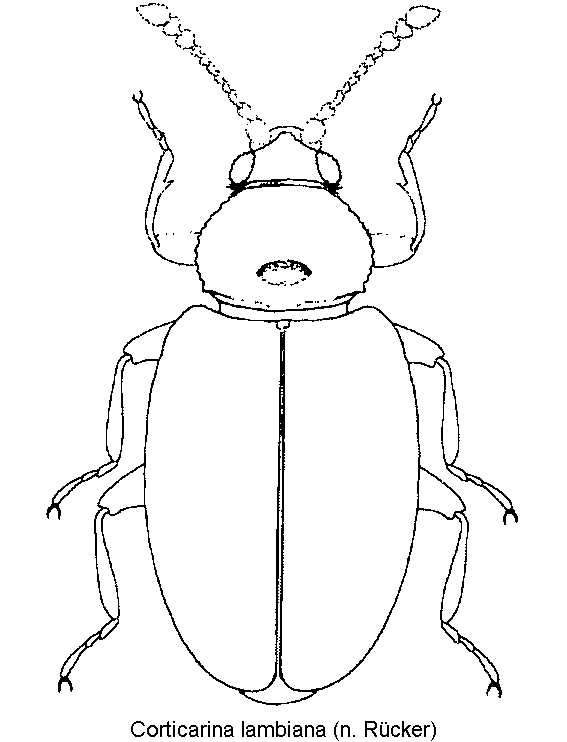 corticarina_lambiana_hab.gif