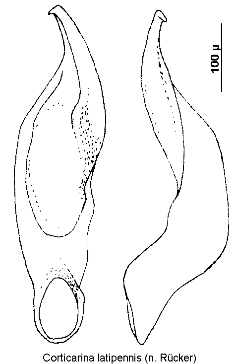 corticarina_latipennis1.gif