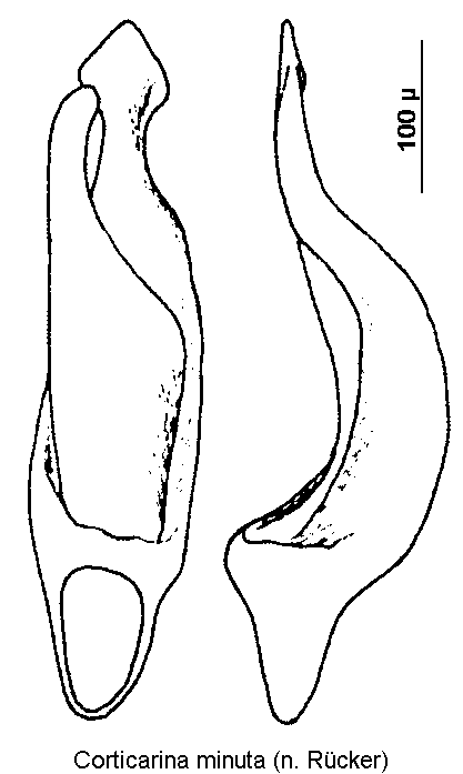 corticarina_minuta.gif