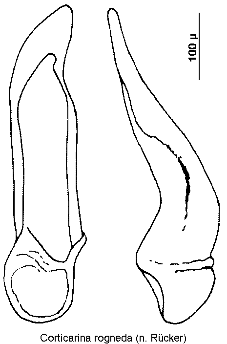 corticarina_rogneda.gif