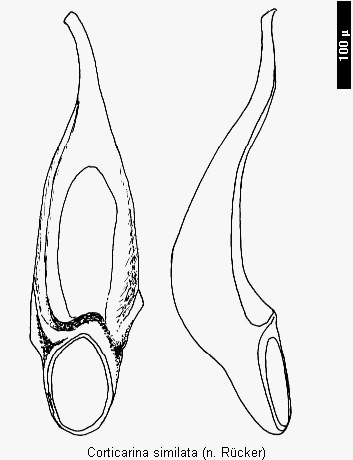 corticarina_similata.gif