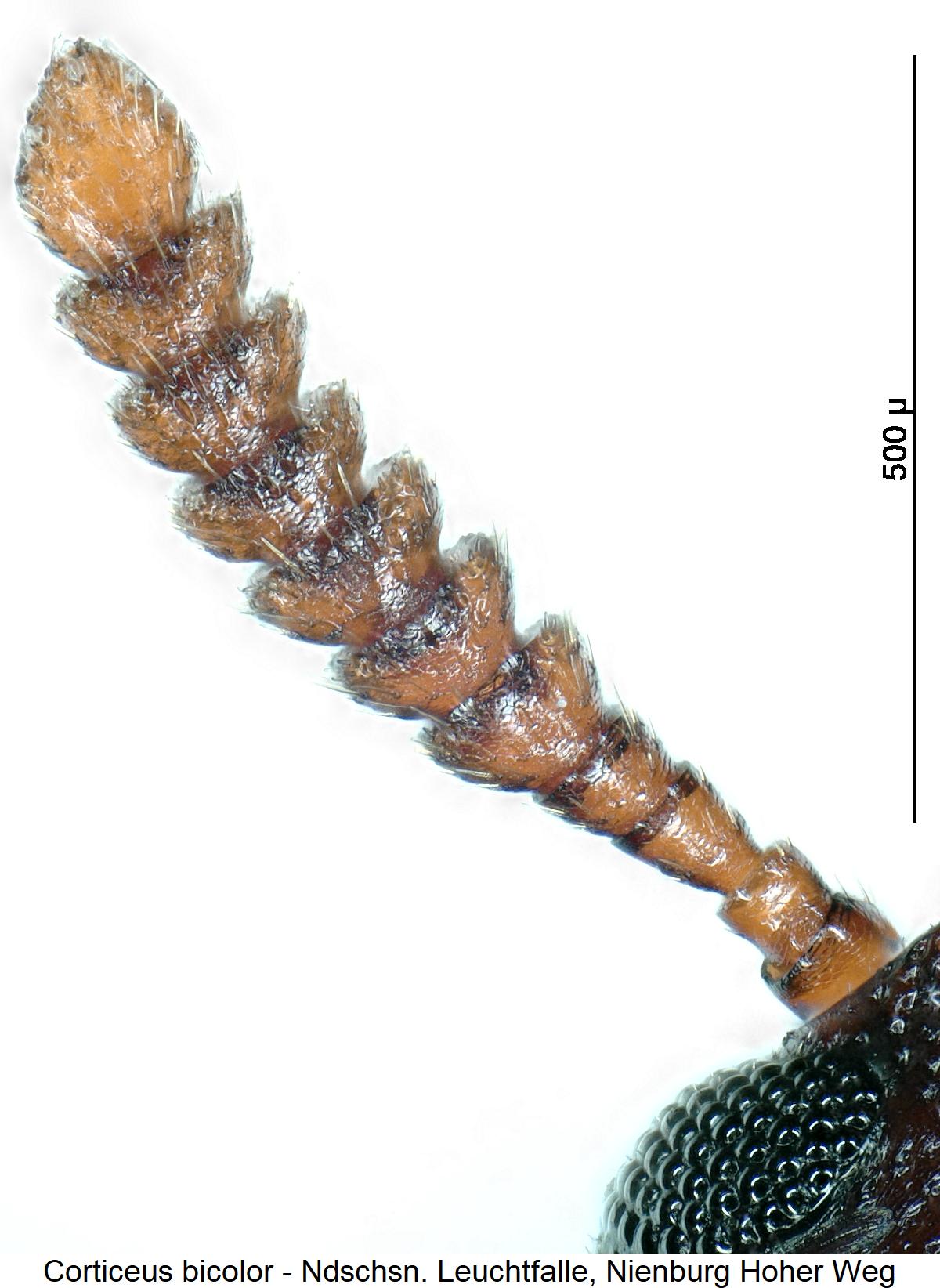 corticeus_bicolor_f.jpg