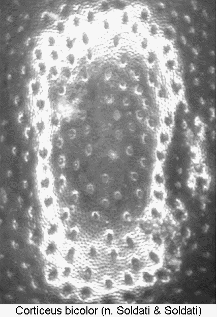 corticeus_bicolor_int.gif