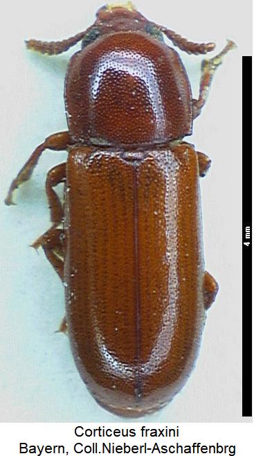 corticeus_fraxini_hab.jpg