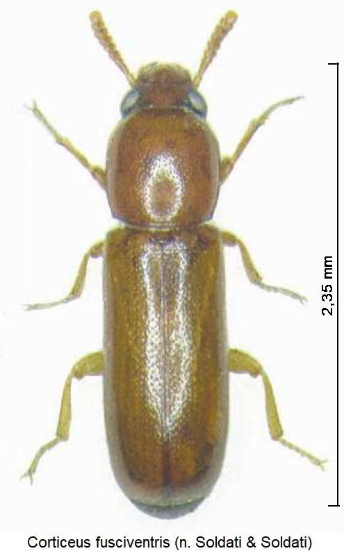 corticeus_fusciventris_hab1.jpg