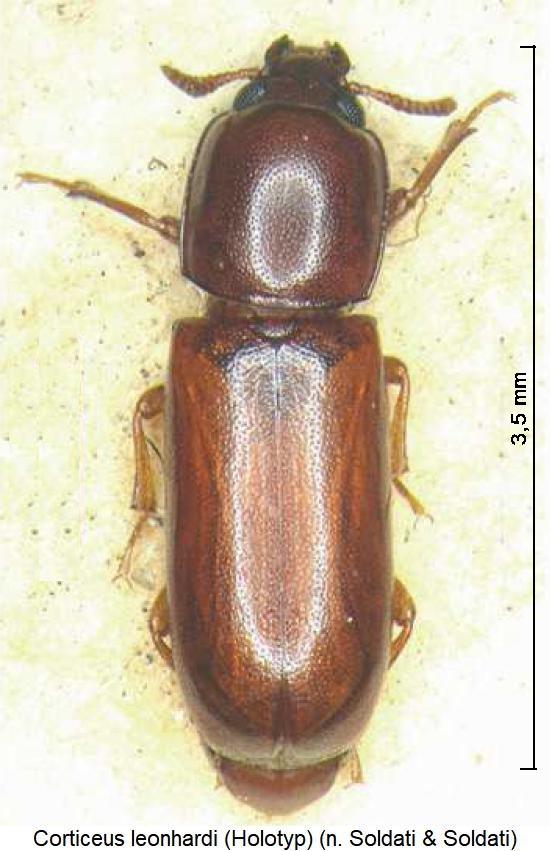 corticeus_leonhardi_hab.jpg