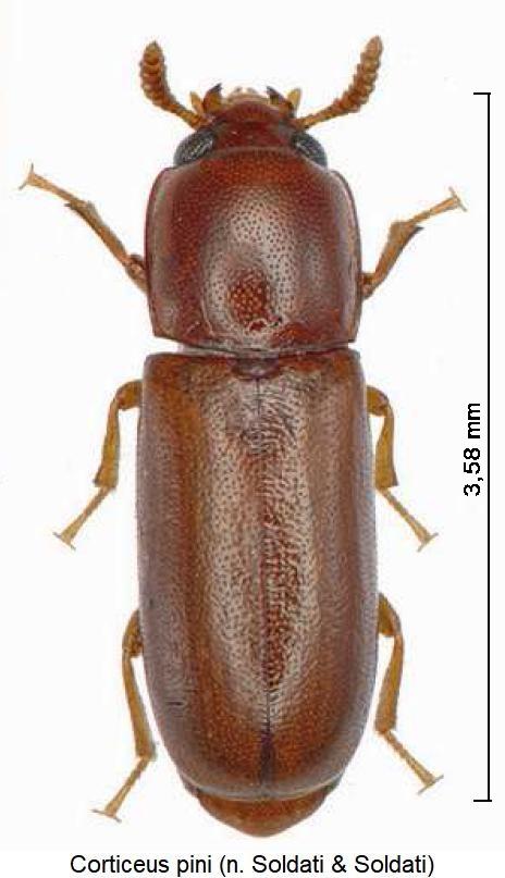 corticeus_pini_hab.jpg