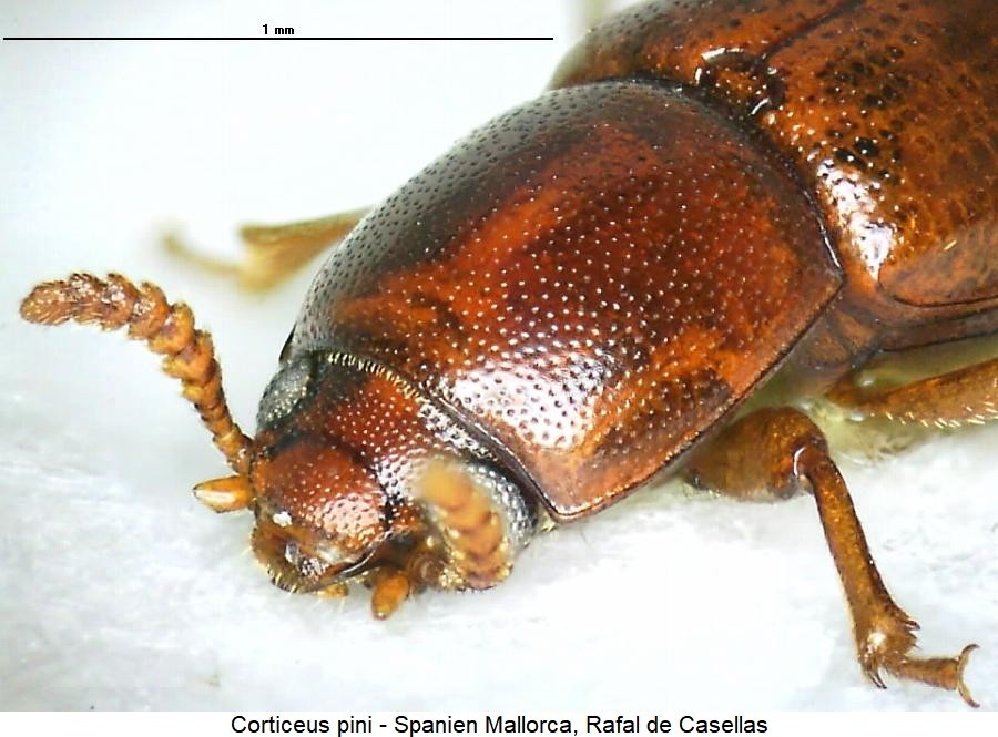 corticeus_pini_vk2.jpg