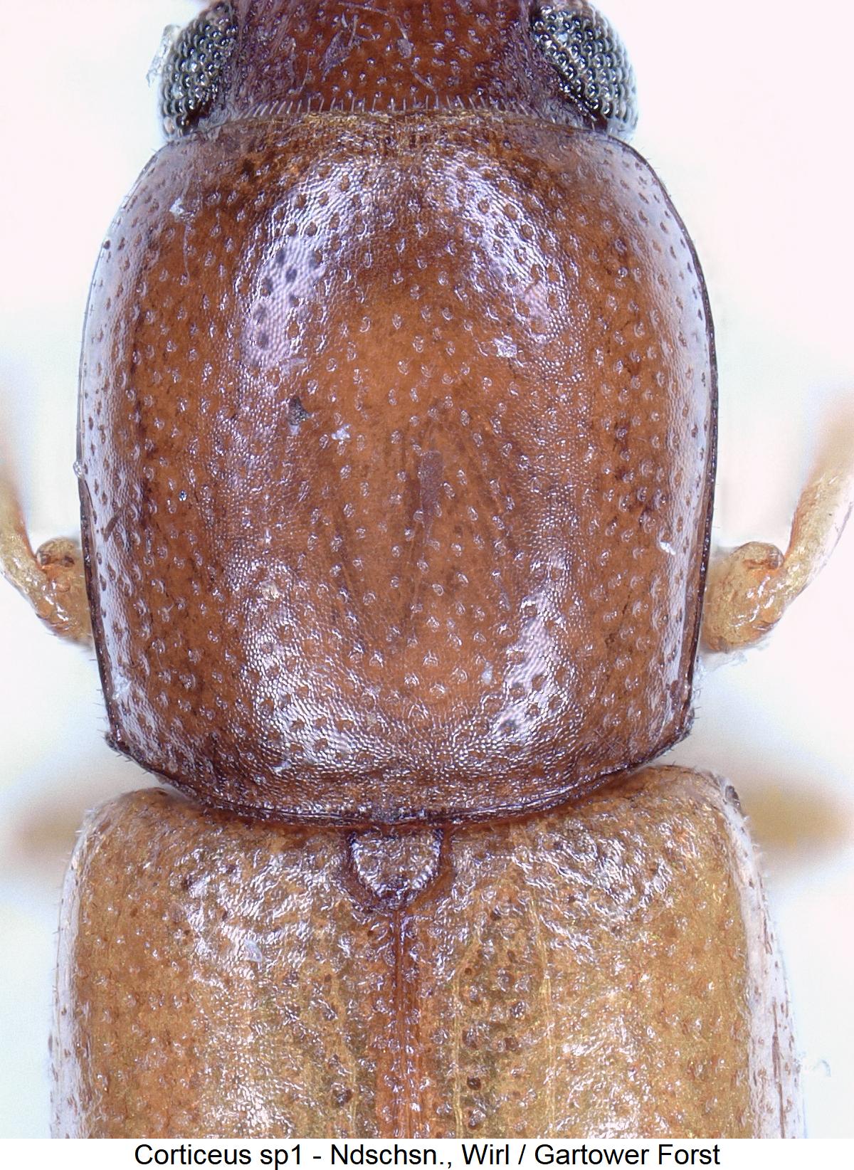 corticeus_sp1_hsch1.jpg
