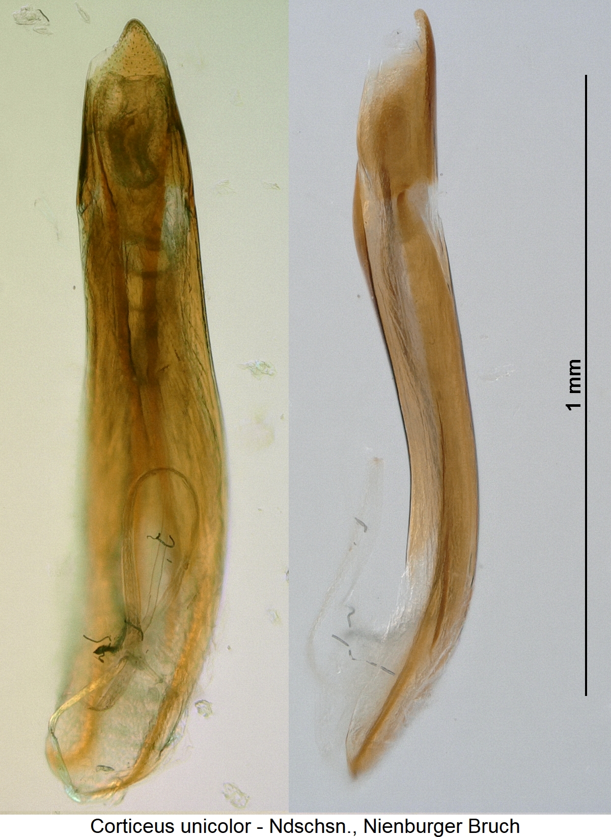 corticeus_unicolor.jpg