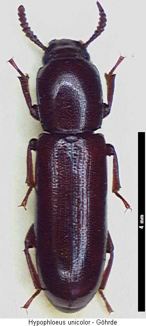 corticeus_unicolor_hab.jpg
