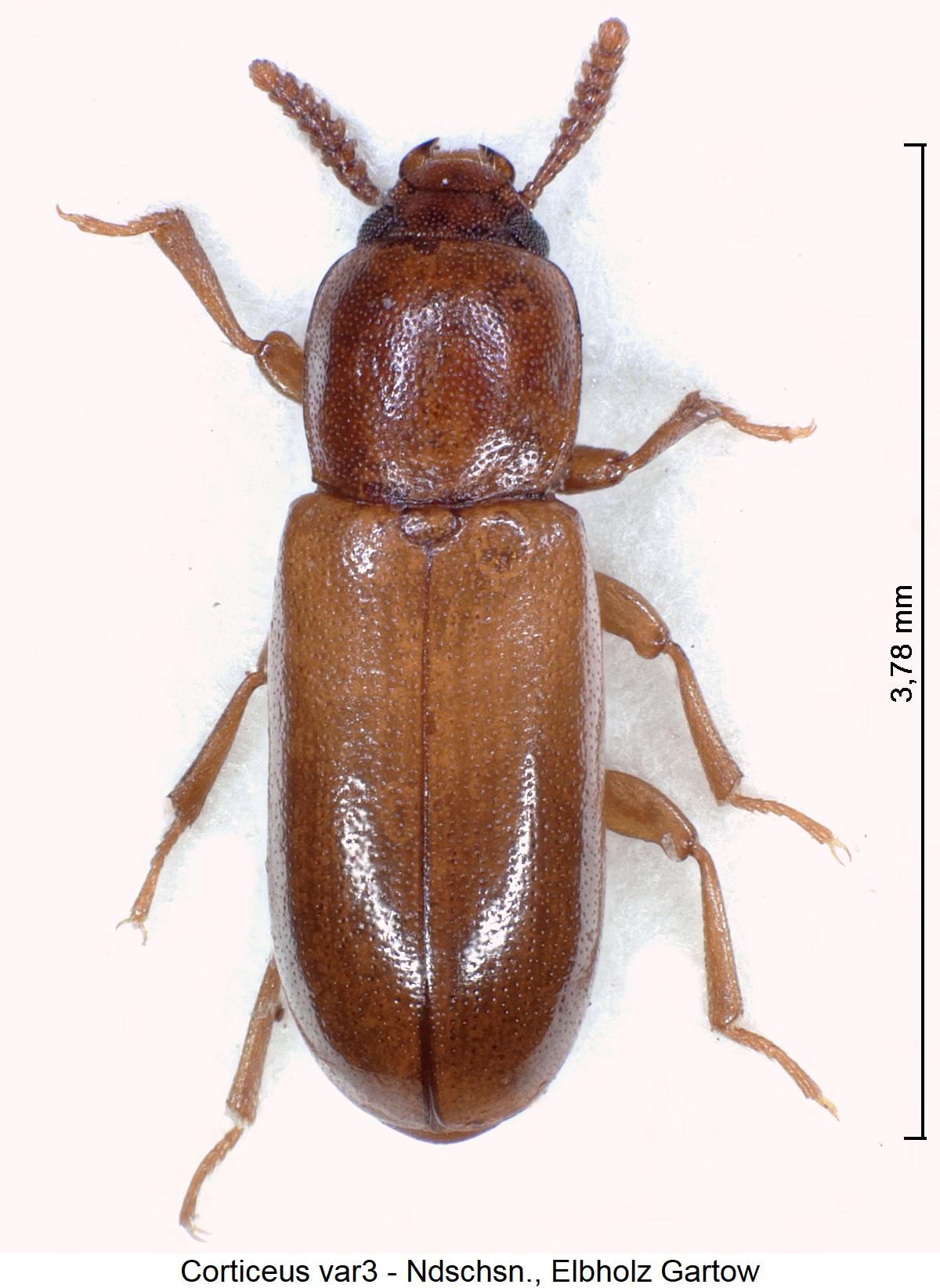 corticeus_var3_hab.jpg
