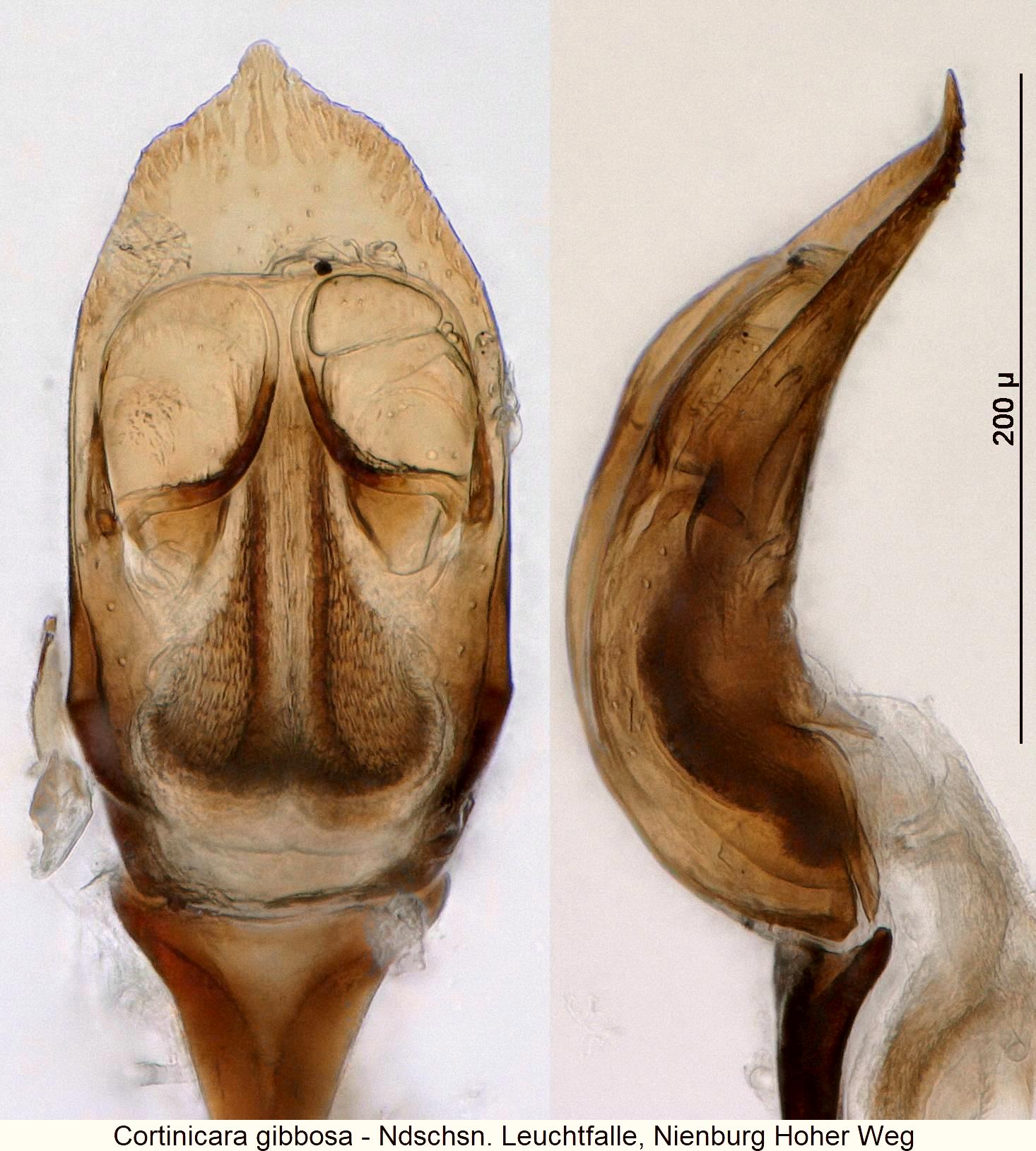 cortinicara_gibbosa2.jpg