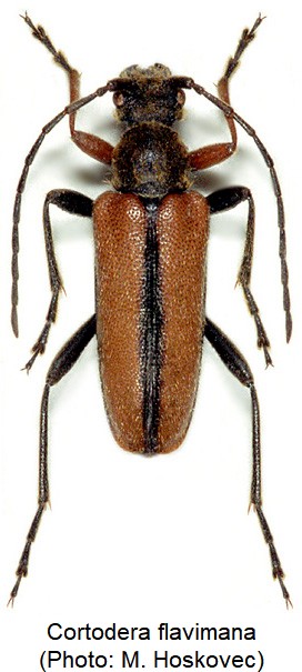 cortodera_flavimana_hab.jpg