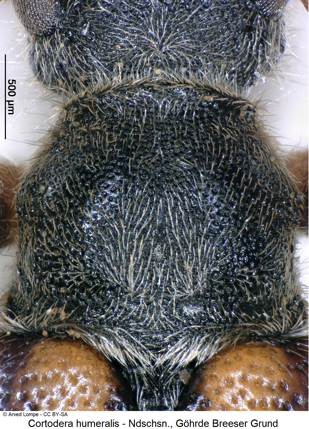 cortodera_humeralis_ck10903_hsch.jpg