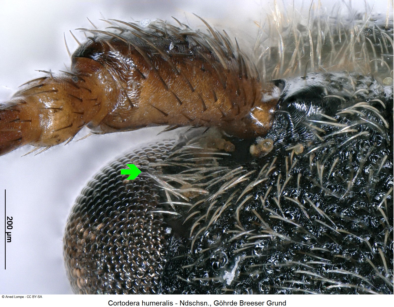 cortodera_humeralis_ck10903_k.jpg