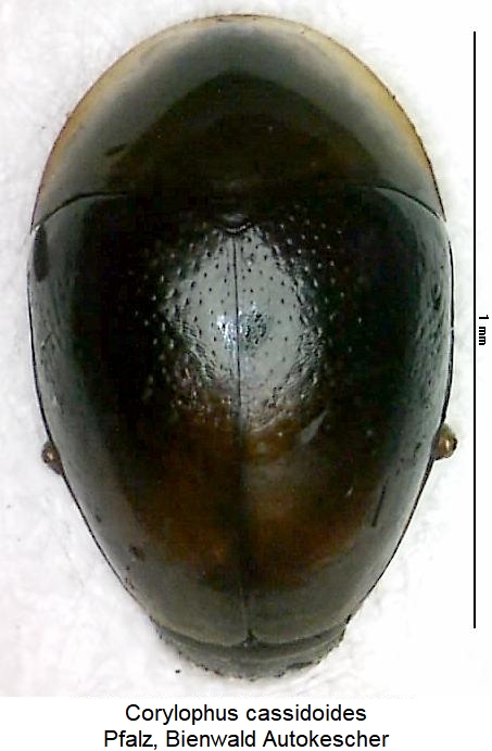 corylophus_cassidoides_hab.jpg
