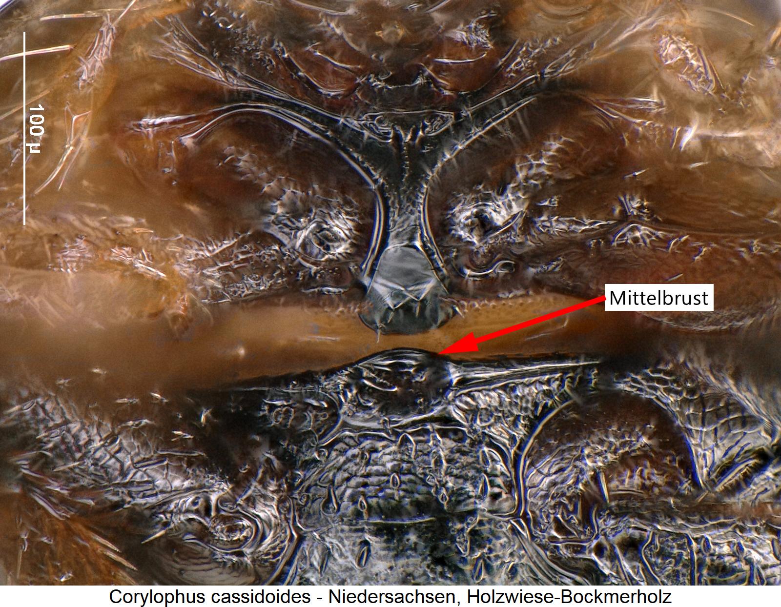 corylophus_cassidoides_mbr.jpg