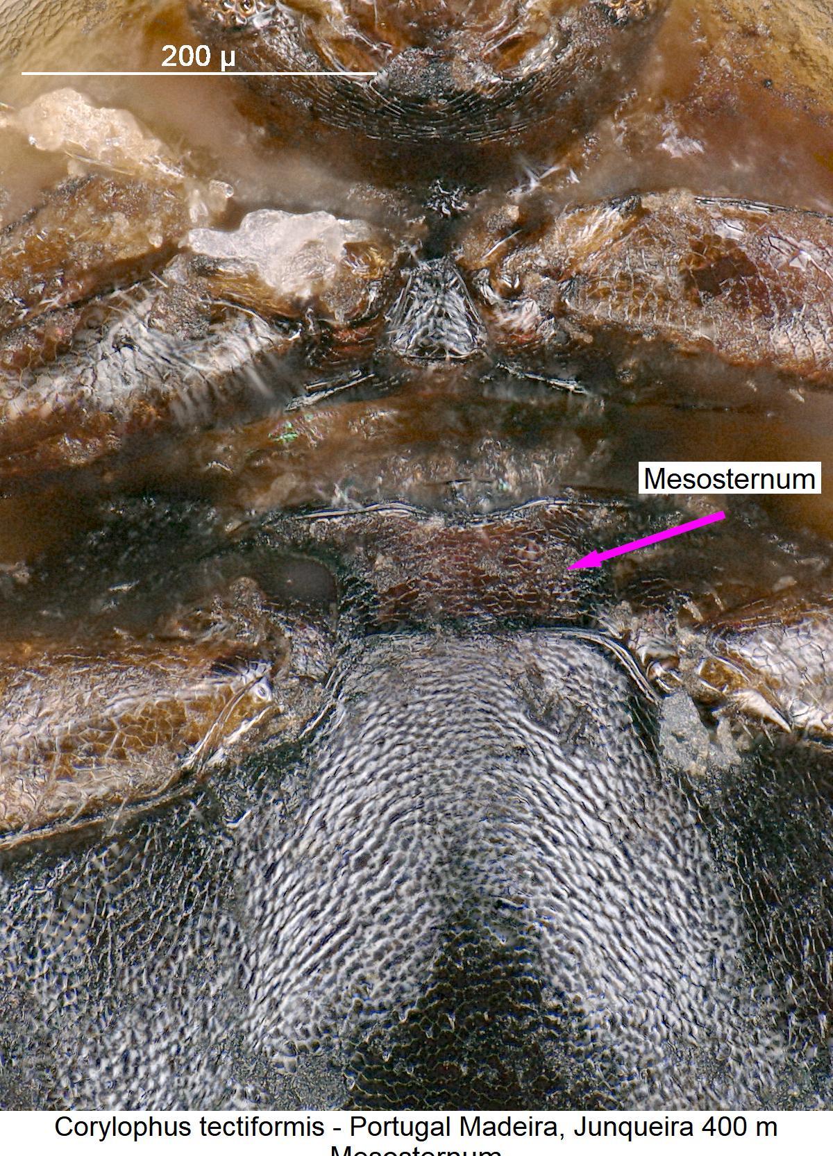 corylophus_tectiformis_mbr.jpg