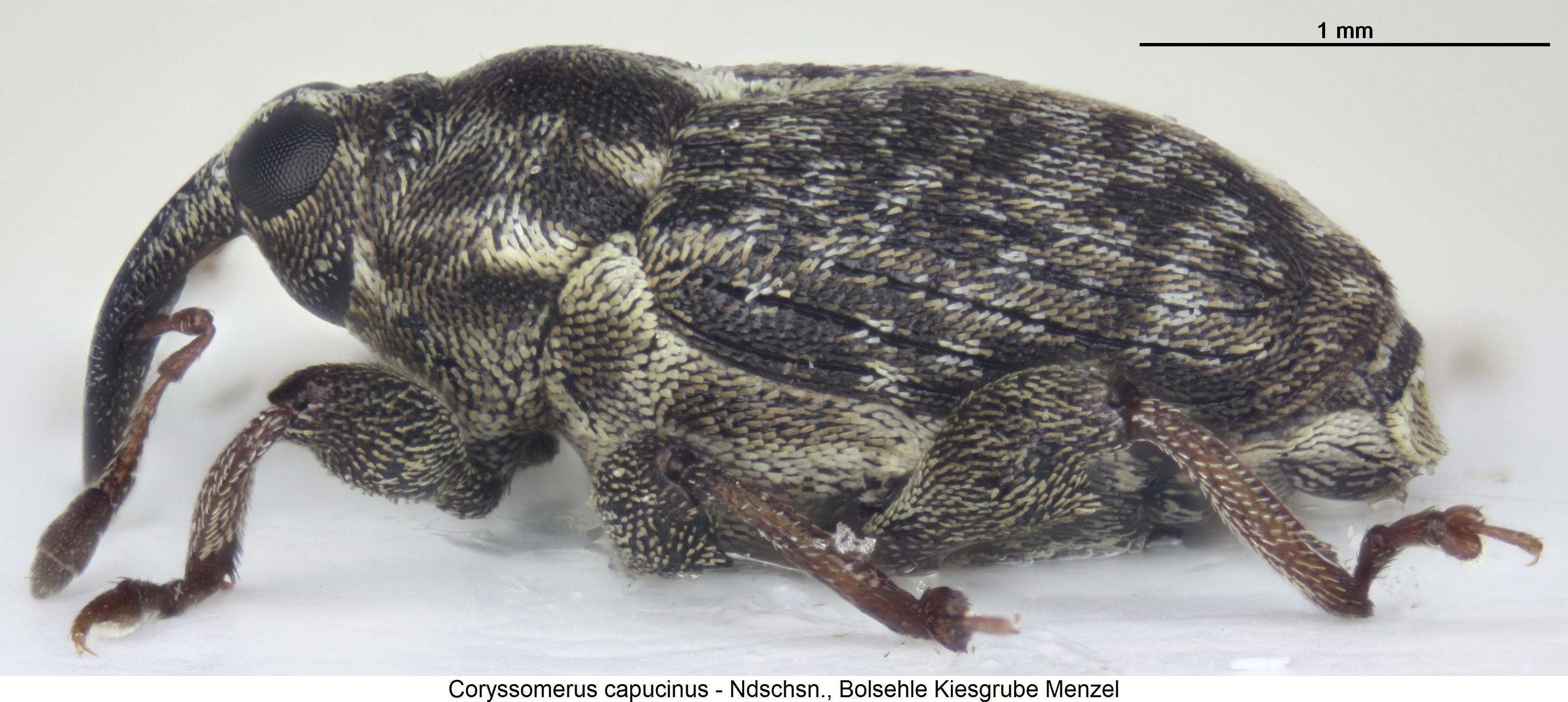 coryssomerus_capucinus_sa.jpg
