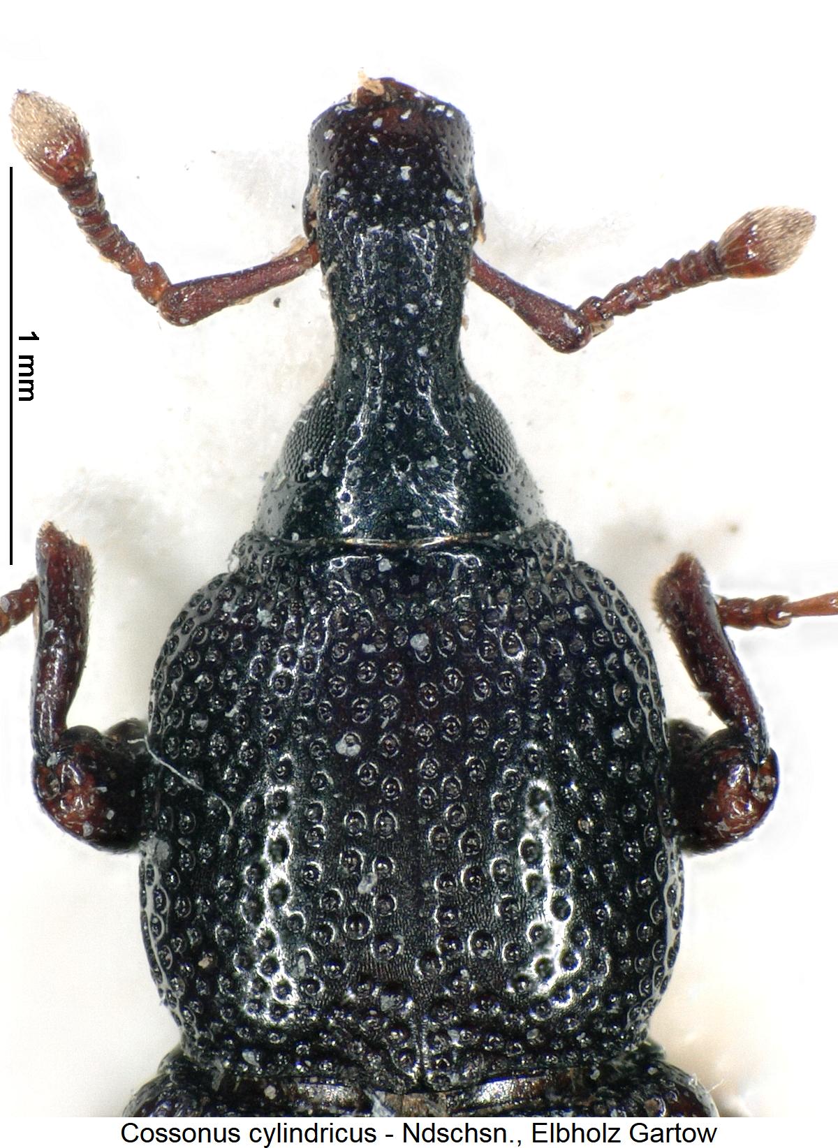 cossonus_cylindricus_vk.jpg