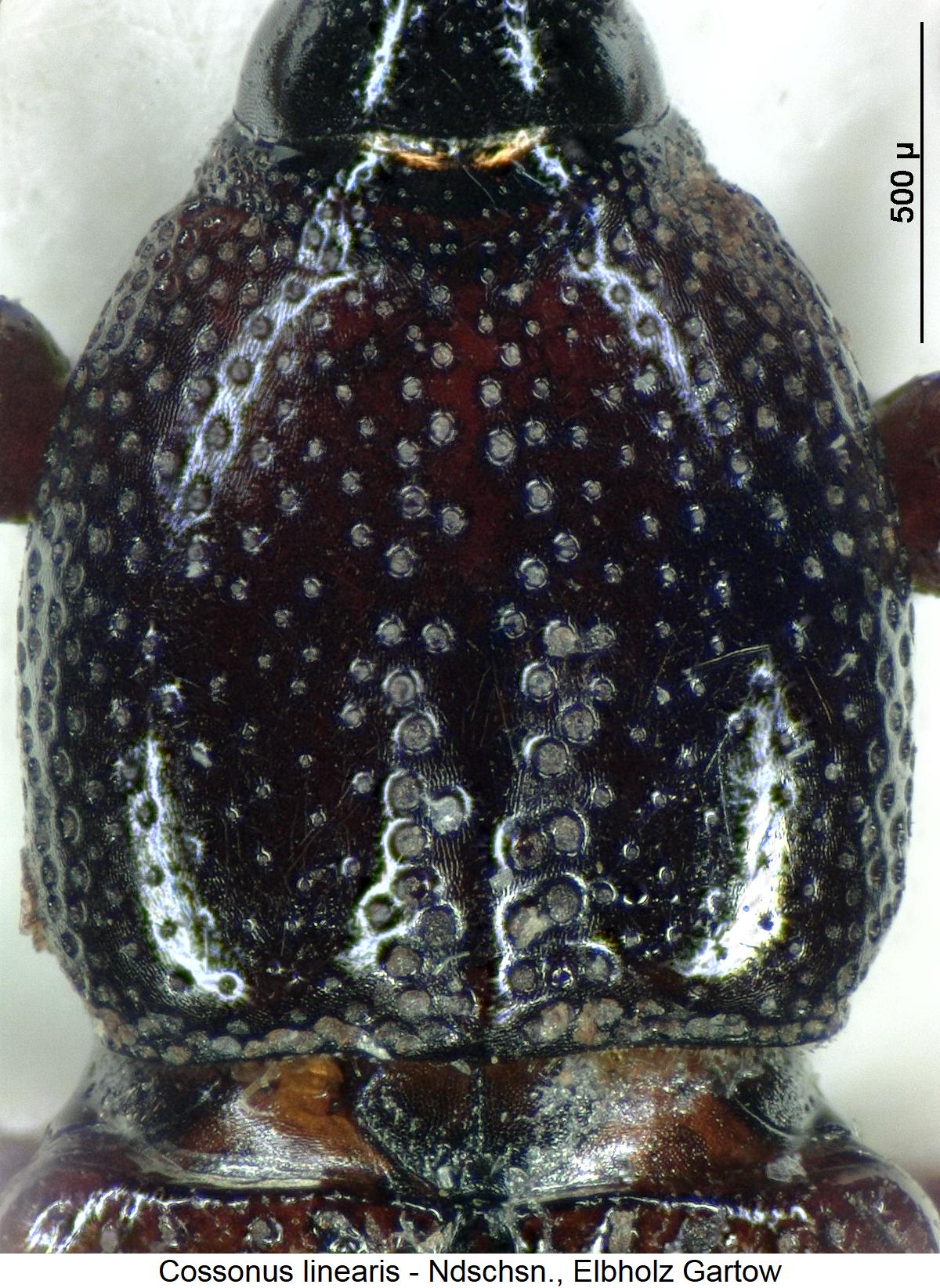 cossonus_linearis_hsch.jpg