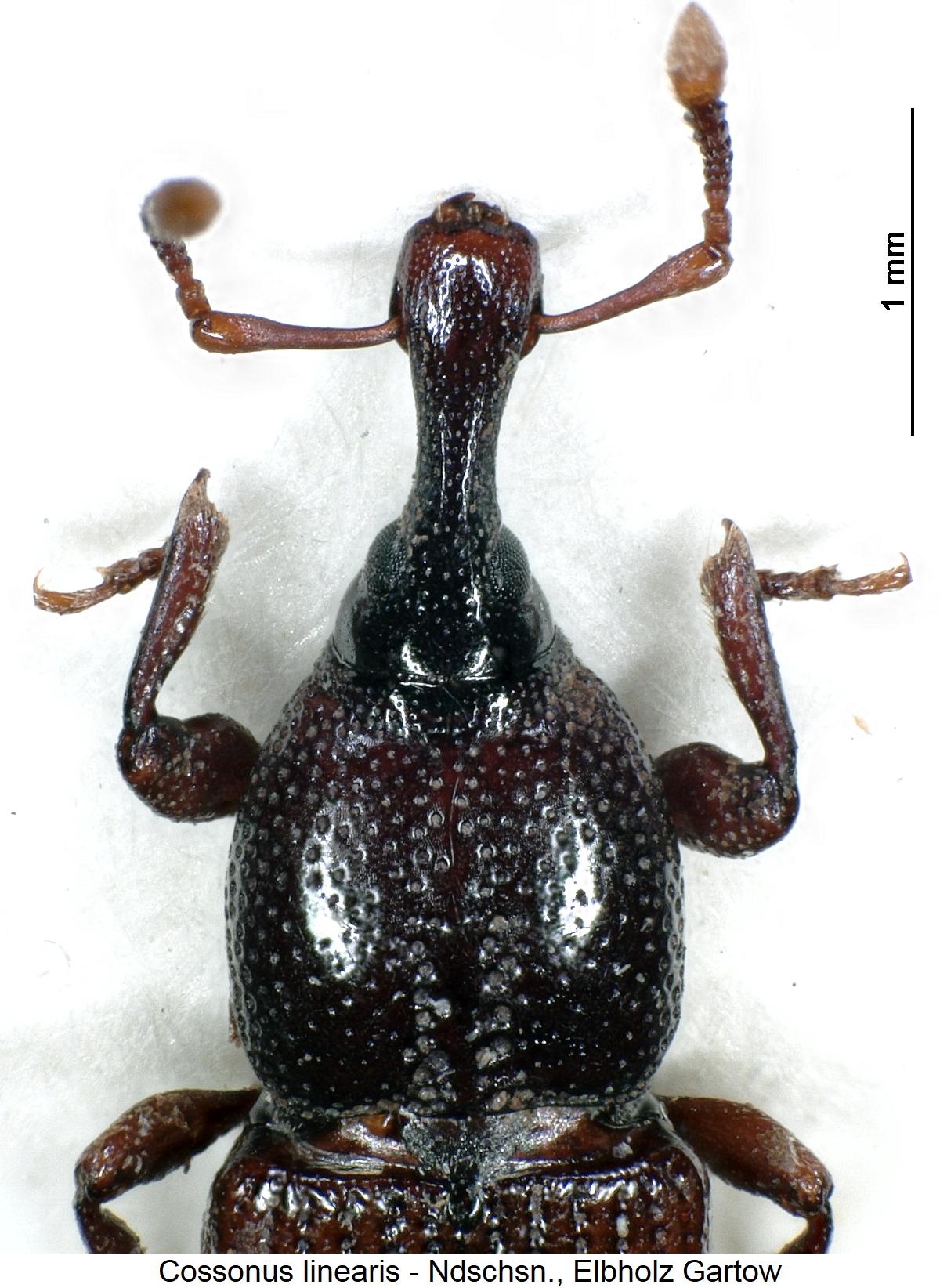 cossonus_linearis_vk.jpg